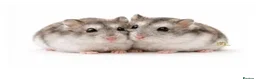 Hamster rodents for sale: Hamster  - Advert 1