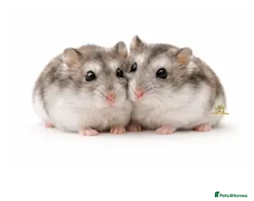 Hamster rodents for sale: Hamster  - Advert 1