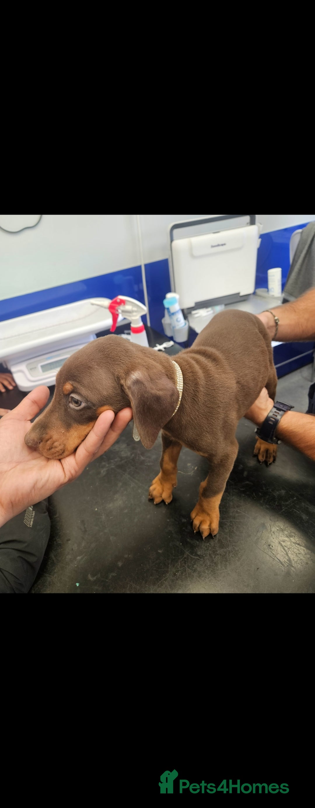 Dobermann dogs for sale: Elite Class World Champion Pedigree Pups KC'D - Image 11