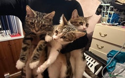 Domestic Shorthair cats for sale: Last Kitten :( - Image 5