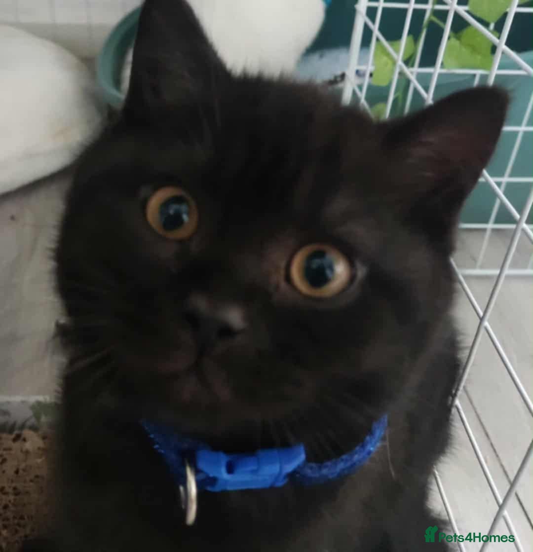 British Shorthair cats for sale: (💙LAST WHITE KITTEN🤍) Stunning Pure BSH kittens  - Advert 20