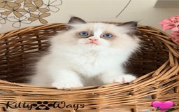 Ragdoll cats for sale: 🐾🩷*TICA REG* LYNX TABBY EU RAGDOLL KITTENS🩵🐾 - Image 16