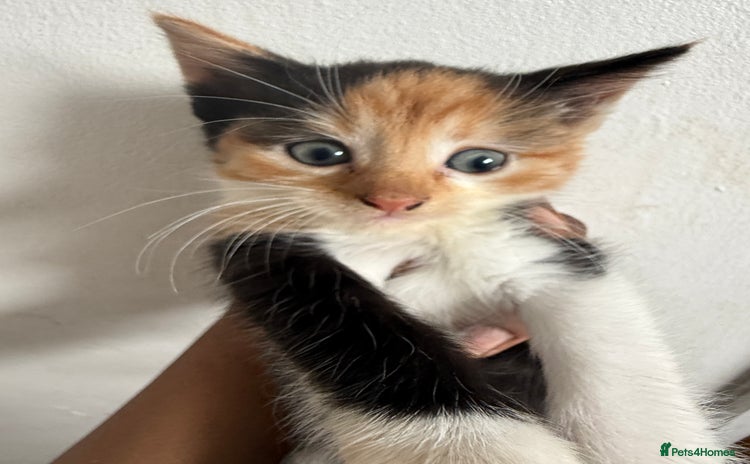 Mixed Breed cats - Advert 15