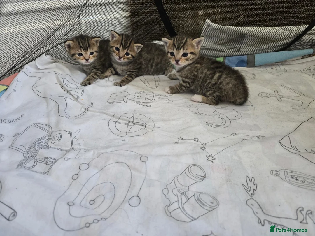 Mixed Breed cats for sale: British Shorthair mix kittens  - Advert 34
