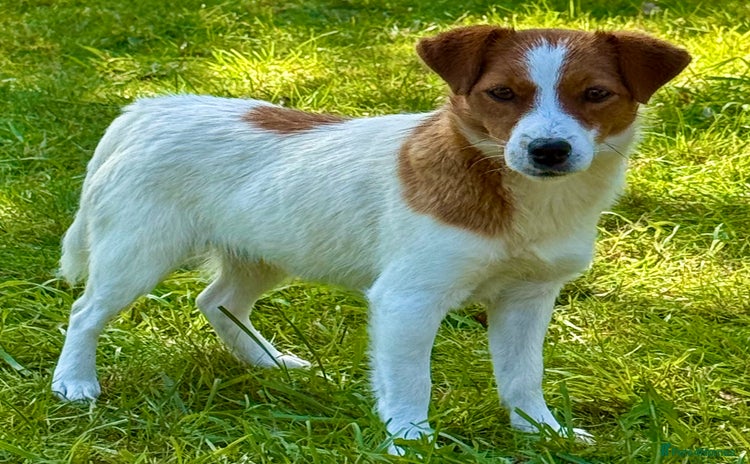 Jack Russell dogs - Advert 1
