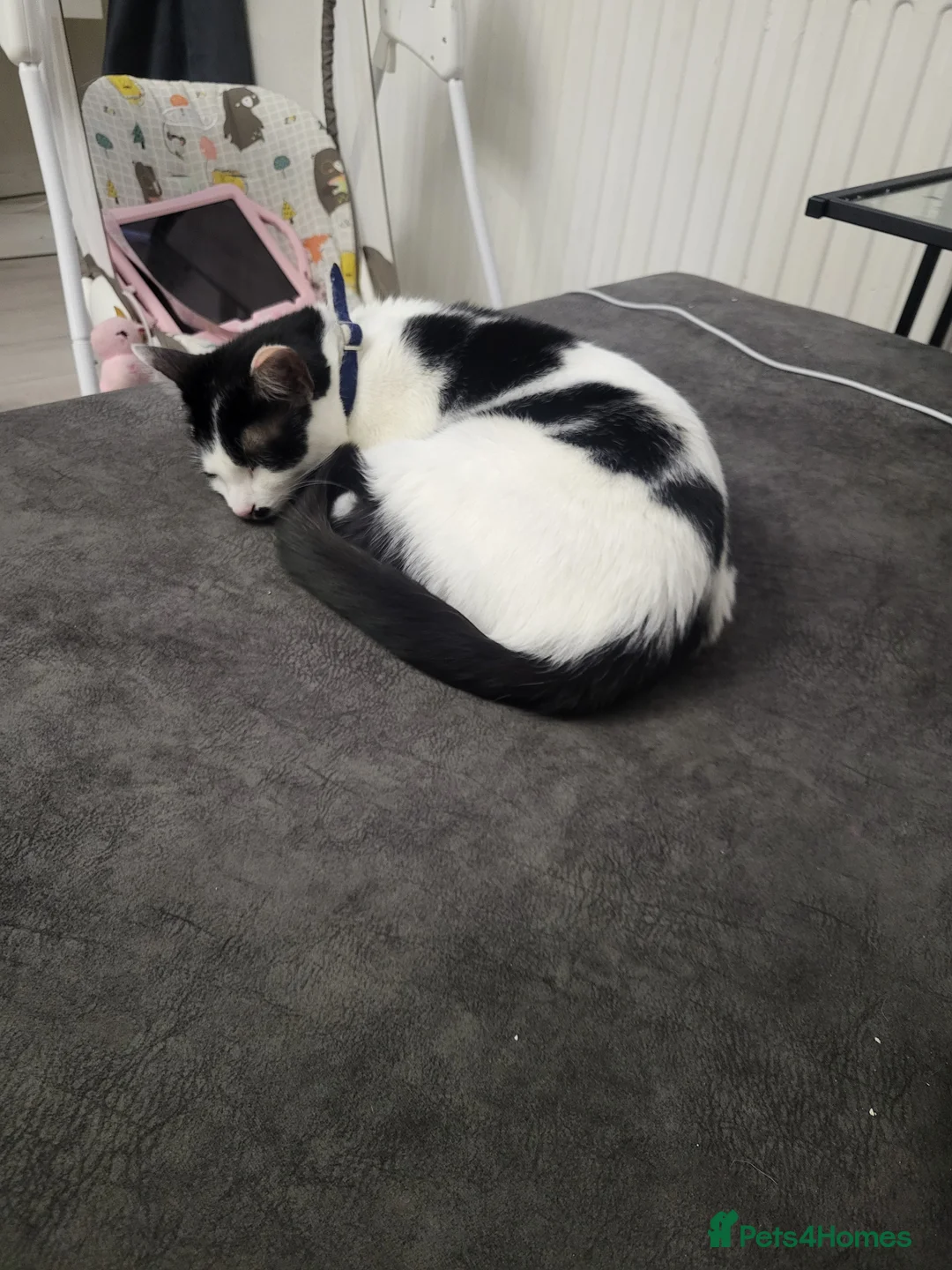 Mixed Breed cats for sale: Two sisters 18 months  - Advert 2