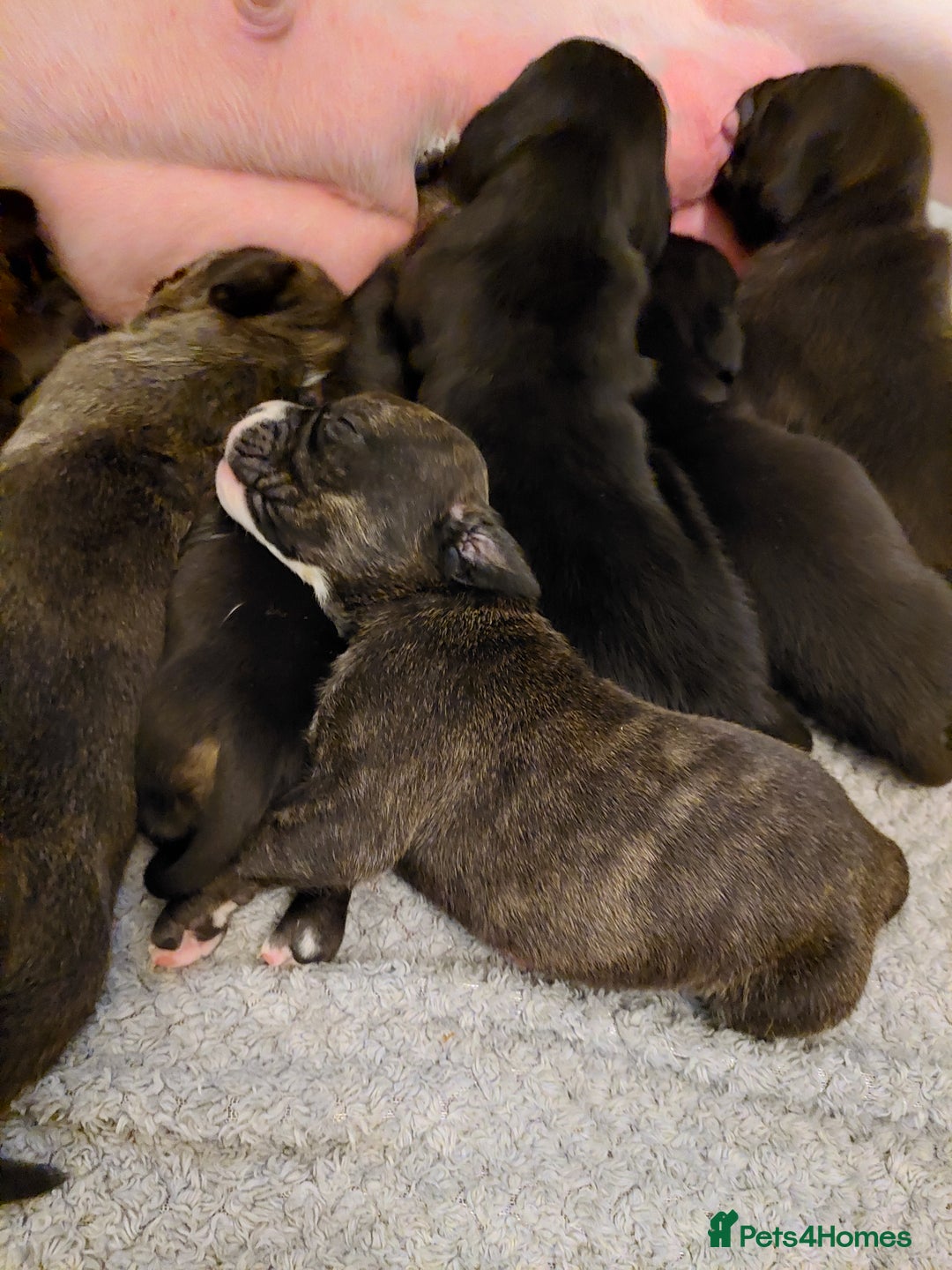 Mixed Breed dogs for sale: Cane Corso cross American bulldog puppy's  - Advert 22