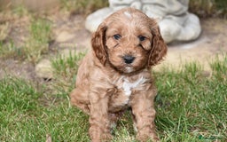 Cockapoo dogs for sale: Show Type Cockapoo Male. - Image 1