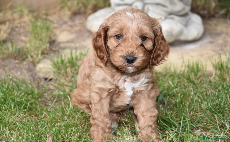 Cockapoo dogs - Advert 16
