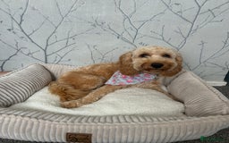 Cockapoo dogs for sale: 2 cockapoo 1 cavapoo  - Image 3