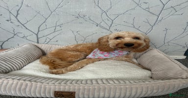Cockapoo dogs - Advert 3