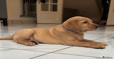 Labrador Retriever dogs in Tamworth - Advert 5