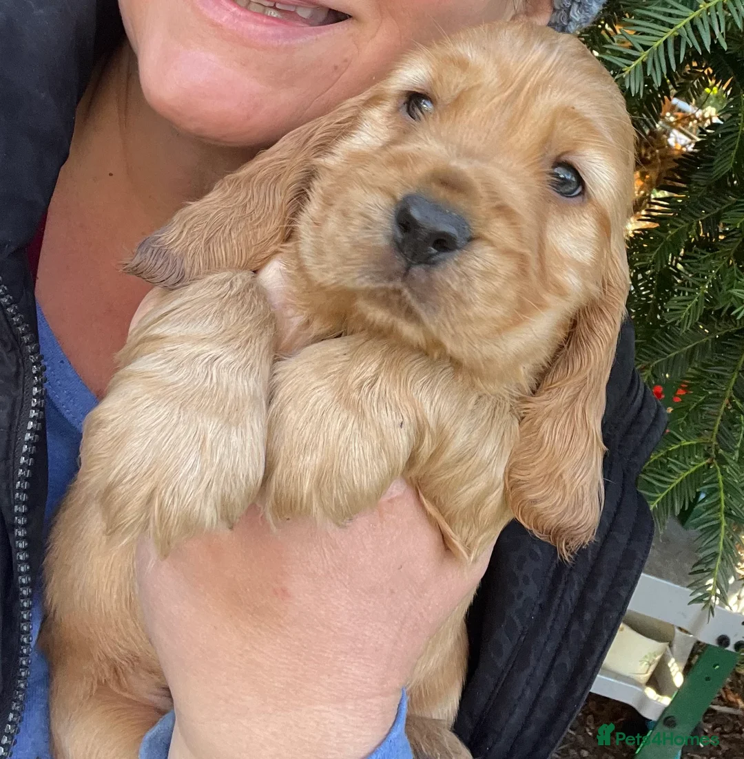 Cocker Spaniel dogs for stud: Gorgeous proven show cocker for stud - Advert 8