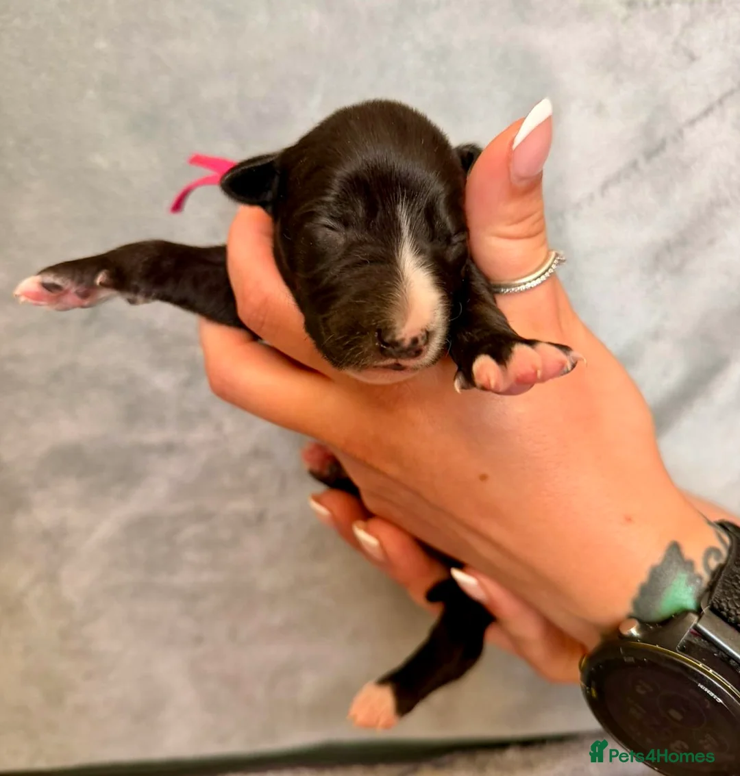 Whippet dogs for sale: Whippet puppies  - Advert 2