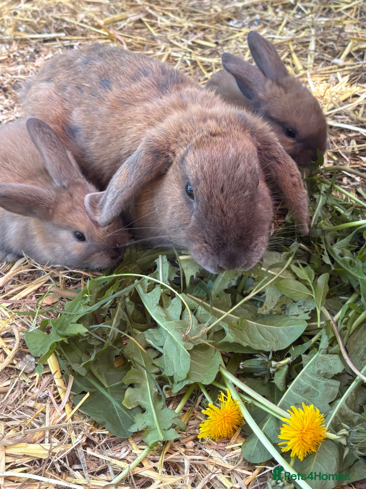 Mixed Breed rabbits Mini lop cross ready 11th june! - Advert 11