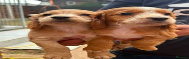 Cocker Spaniel 4