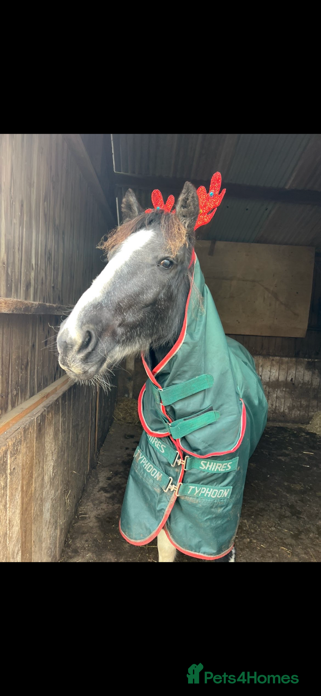 Dartmoor horses for sale: Rising 2 year old mare for sale  - Advert 2