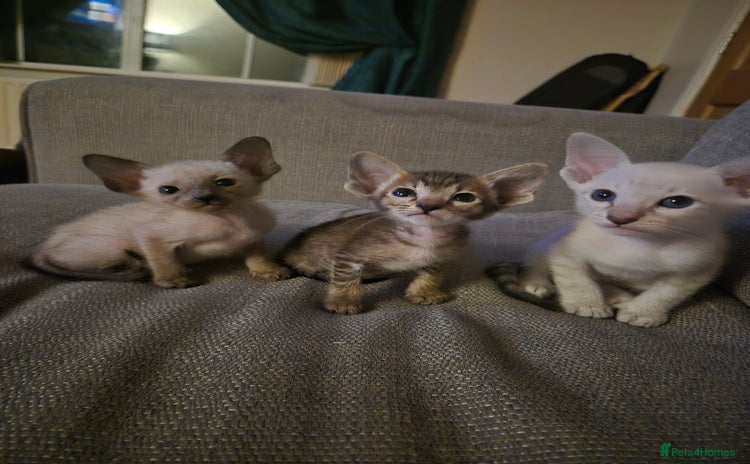 Oriental cats - Advert 3