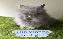 Lionhead rabbits for sale: Stunning double mained lionheads ready now  - Image 1
