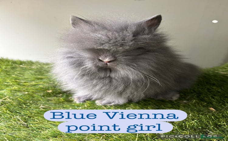 Lionhead rabbits - Advert 1