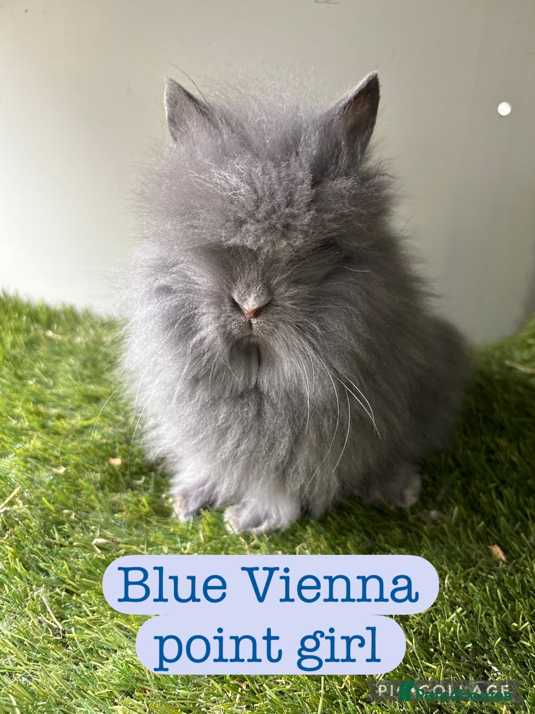 Lionhead rabbits for sale: Stunning double mained lionheads ready now  - Image 1