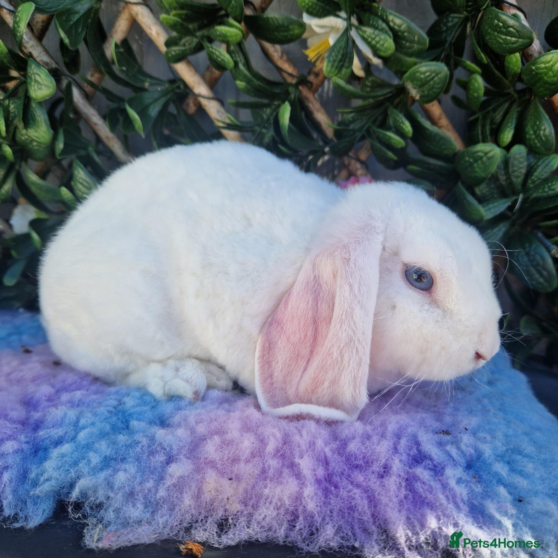 Mini Lop rabbits Mini plush lop buck baby blue eyed white - Advert 2