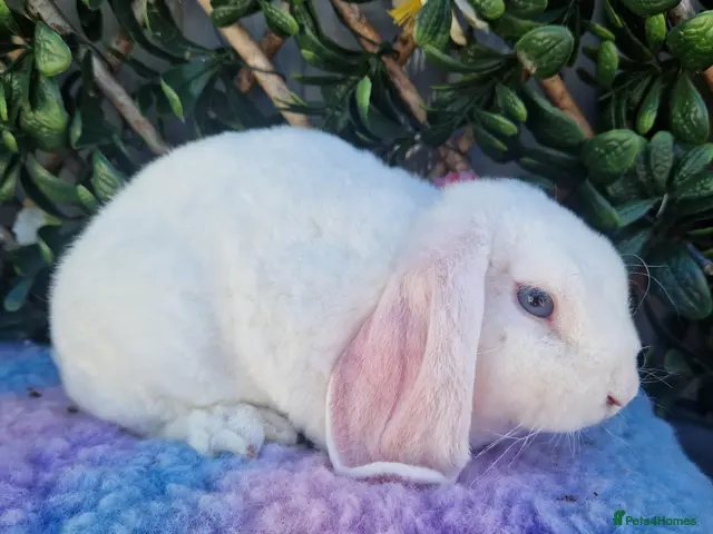 Mini Lop rabbits Mini plush lop buck (vhd2 vaccinated) - Advert 2