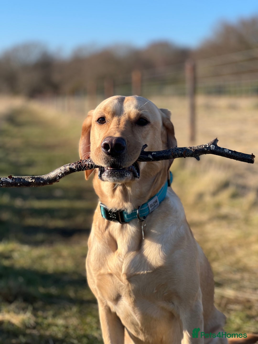 Labrador Retriever dogs for sale: Sensitive and Devoted Labrador  - Image 2
