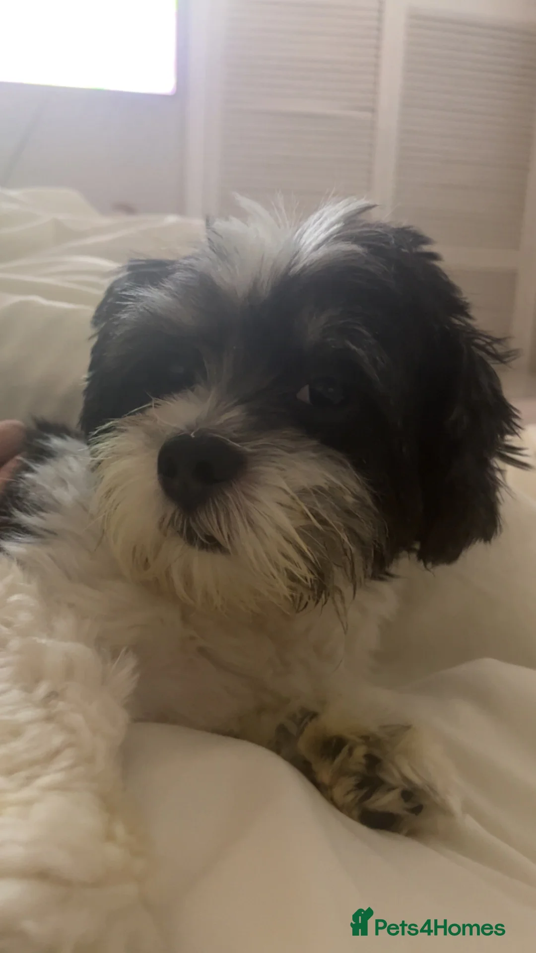 Lhasa Apso dogs for sale: 6 beautiful Lhasa apso puppies for sale  - Advert 7