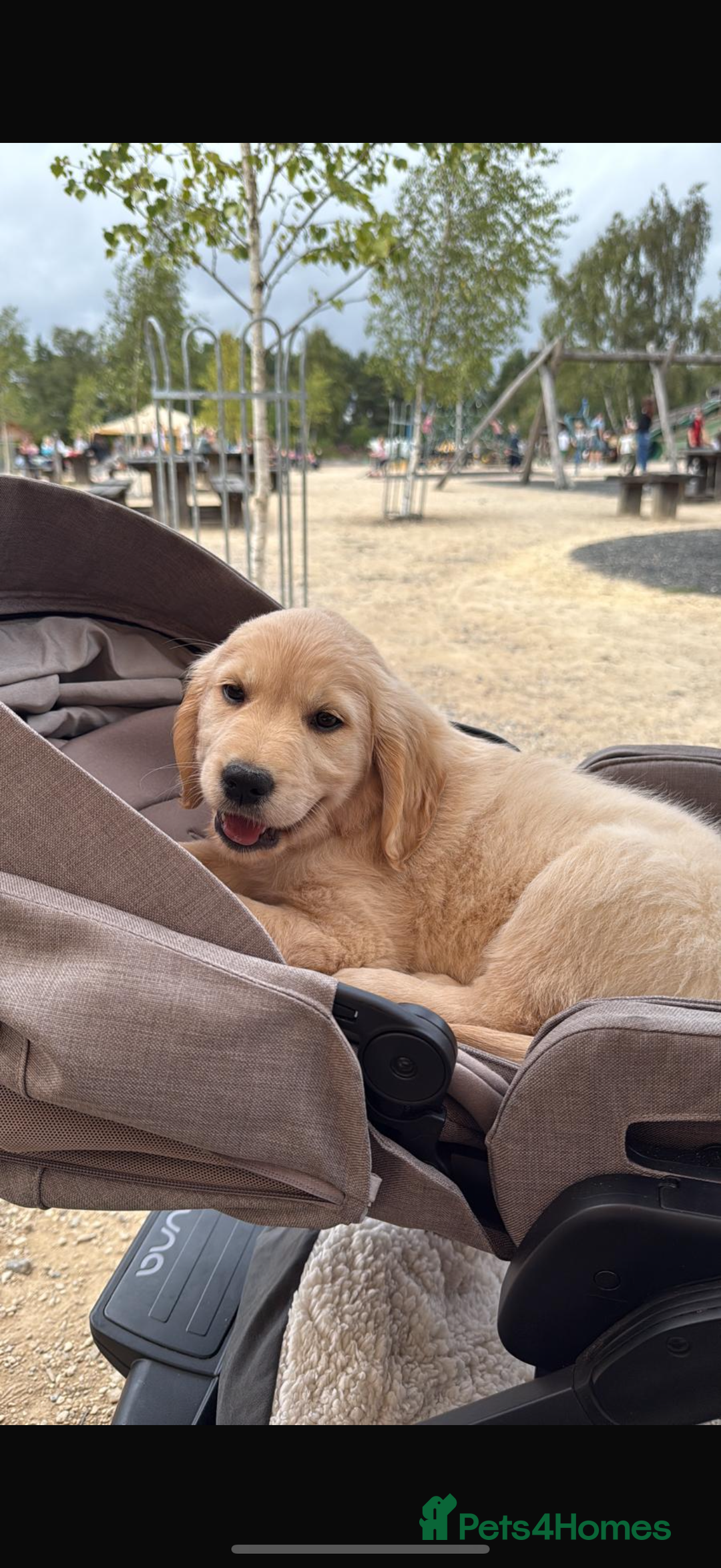 Golden Retriever dogs for sale: 1 Golden Retriever Puppy  - Advert 3