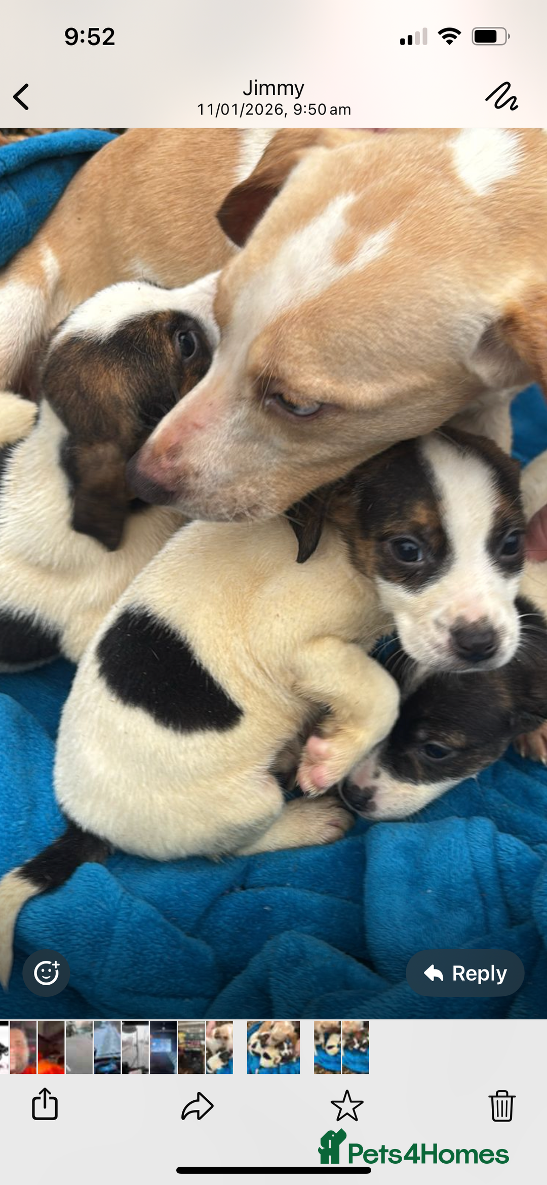 Beagle dogs for sale: Beagle boy puppy  - Advert 13