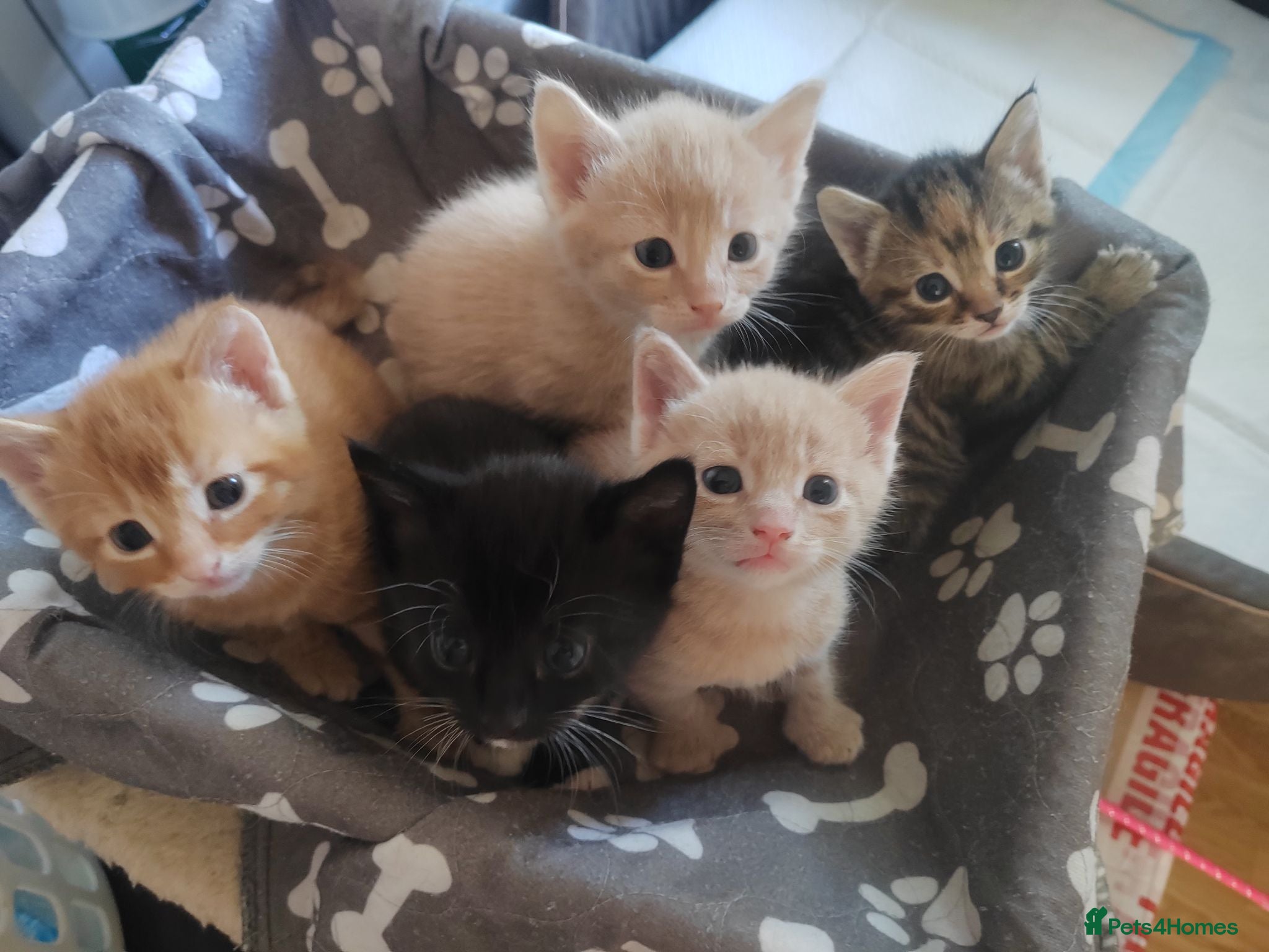 Mixed Breed cats Adorable kittens are looking for lovely home  - Advert 2