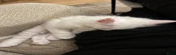 Maine Coon cats for sale: Beautiful White Maine Coon Kittens – Boy & Girl - Advert 6