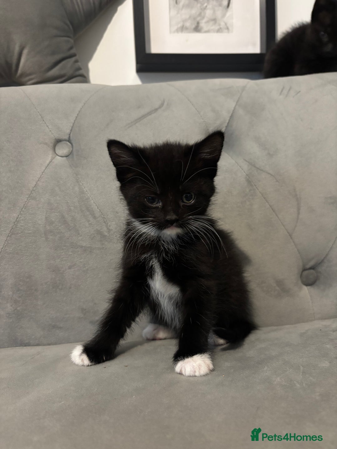 British Shorthair cats for sale: Kittens for sale  - Advert 8