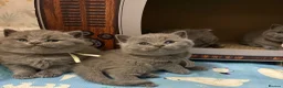 British Shorthair cats for sale: GCCF British shorthair kittens. - Advert 3