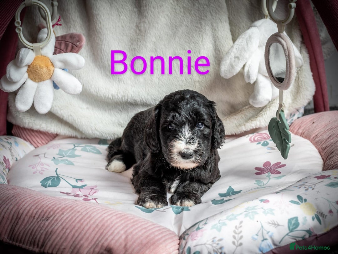 Sheepadoodle dogs for sale: Sheepadoodle Puppy 6 - *READY SOON* F1 health tested sheepadoodles  - Image 19