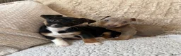 Jack Russell dogs for sale: Jack Russell Puppies - Advert 12