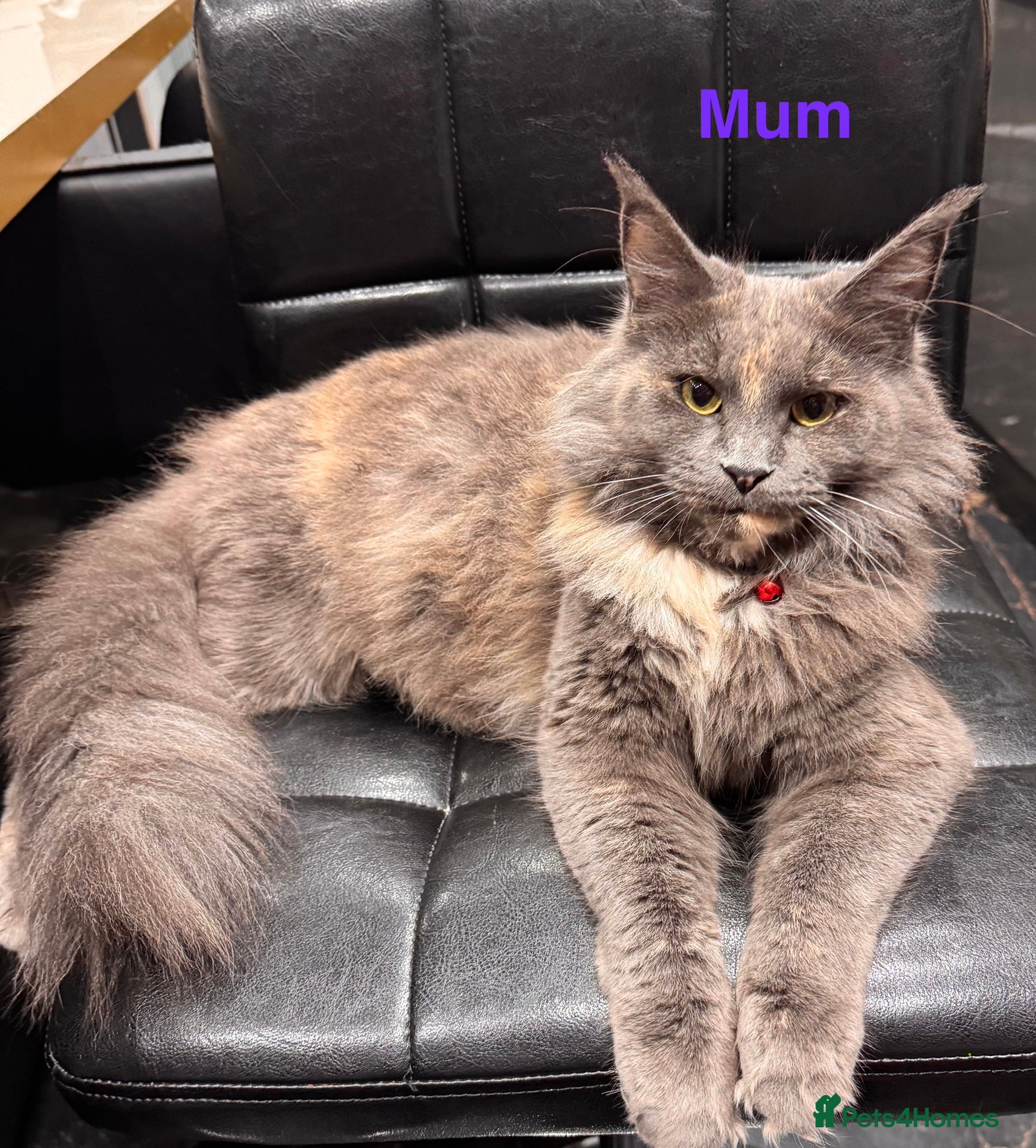 Maine Coon cats Purebred Maincoon Kittens  - Advert 2