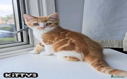 British Shorthair cats for sale: Adorable Kittens Ready For New Home-Left One - Image 1