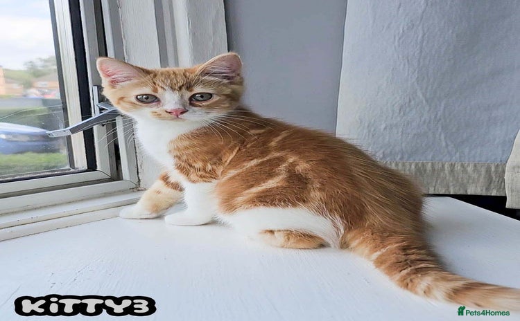 British Shorthair cats - Advert 3