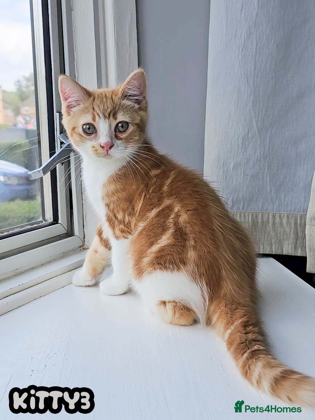 British Shorthair cats for sale: Adorable Kittens Ready For New Home-Left One - Image 1