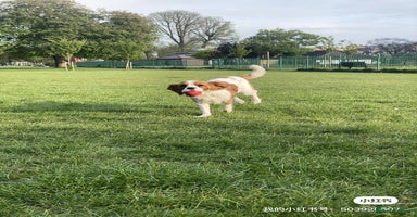 Cockalier dogs - Advert 15