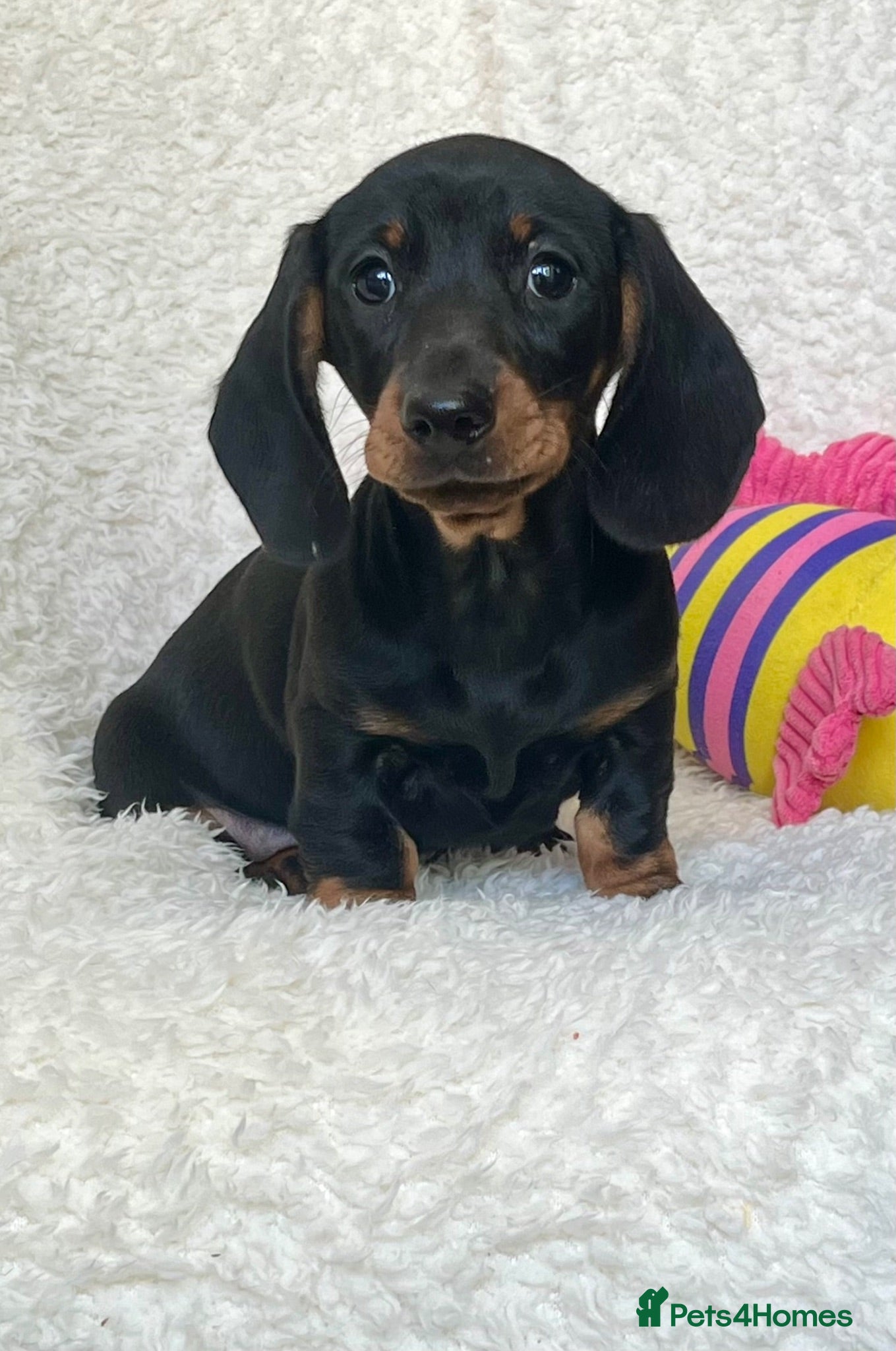Dachshund dogs Beautiful Miniature Dachshund Puppies  - Advert 11