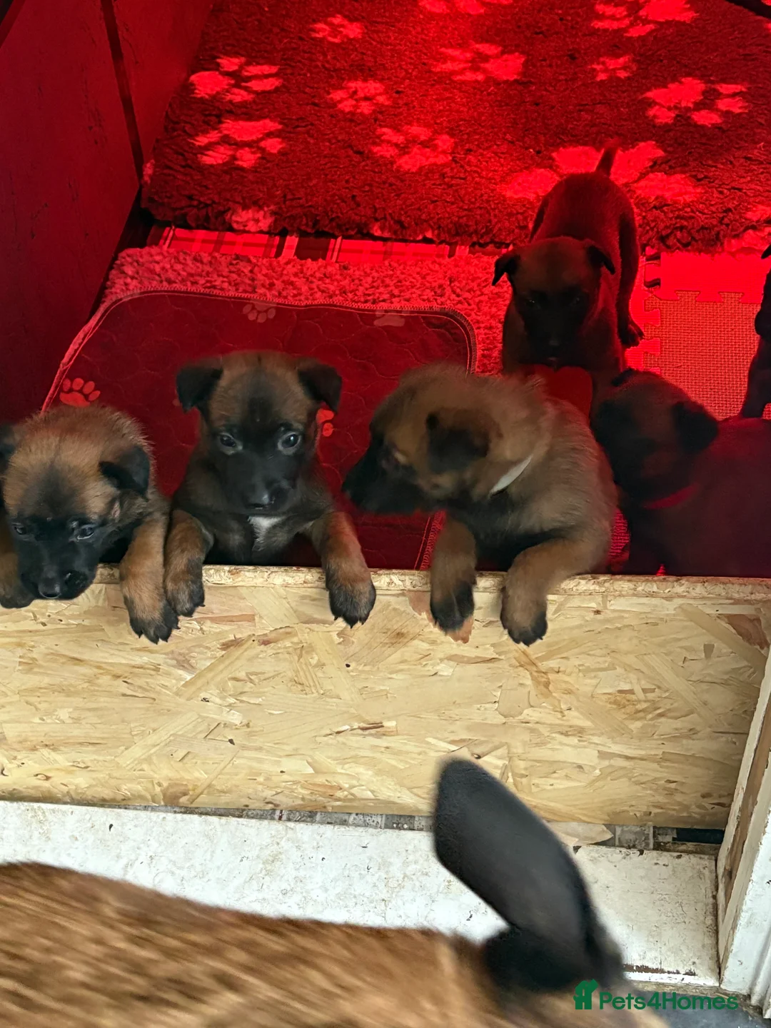 Belgian Shepherd Dog dogs for sale: Belgian Malinois Puppies - Advert 25