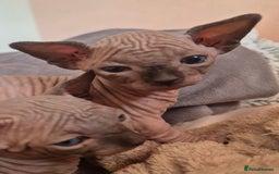 Sphynx cats for sale: Blue eyes short legged babies ! Seal mink - Image 2