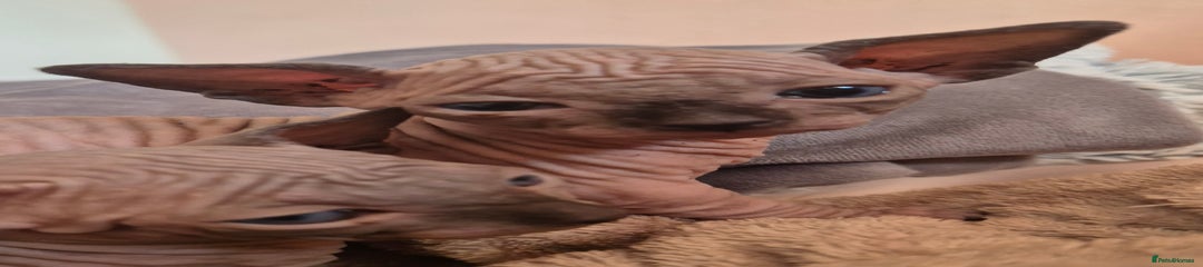 Sphynx Kitten 1