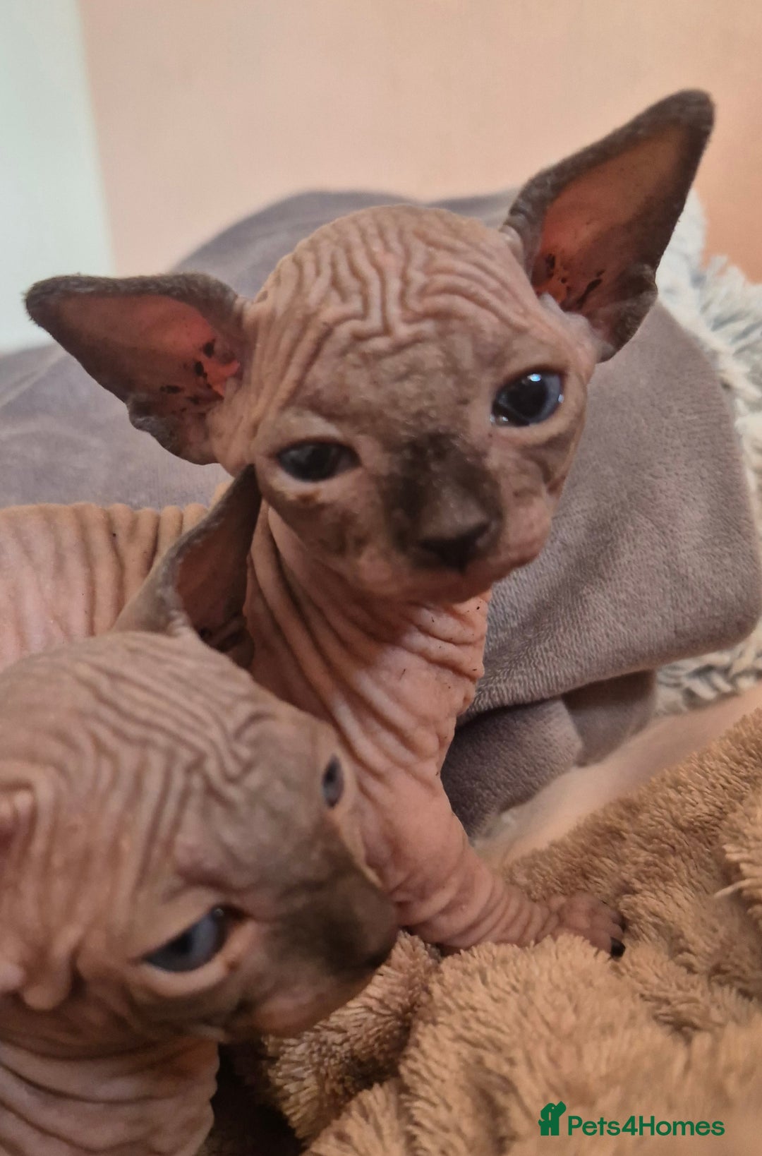 Sphynx cats for sale: Blue eyes short legged babies ! Seal mink - Image 2