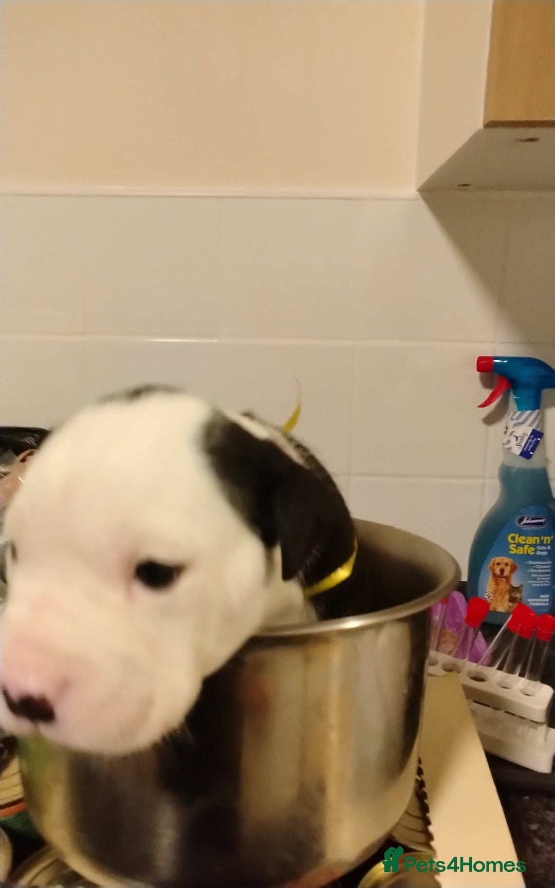 Mixed Breed dogs for sale: English Bulldog  - Advert 4