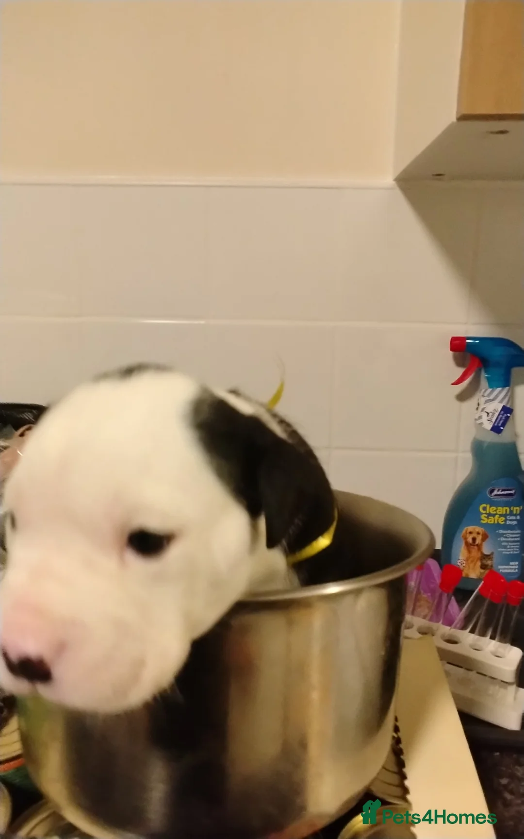 Mixed Breed dogs for sale: English Bulldog x border collie (bull collie) - Advert 15