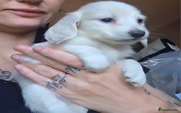 Miniature Dachshund dogs for stud: KC REG ONE OF A KIND ee/ii CREAM MINI DACHSHUND in Hinckley - Image 30